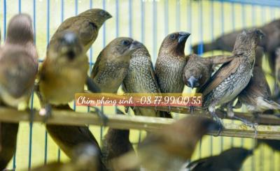 Bán Chim Phóng Sinh Quận 7 – Công Ty VIFOOD Uy Tín, Giá Rẻ, Giao Hàng Tận Nơi