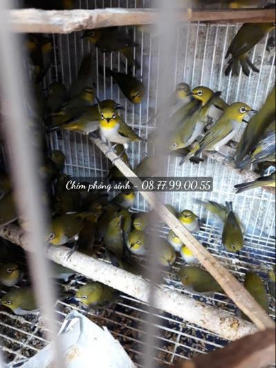 Bán chim phóng sinh tại Nha Trang