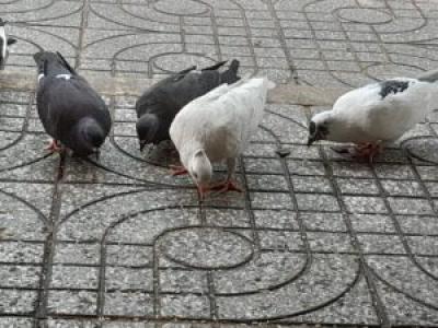 Bán Chim Phóng Sinh Tại Thành Phố Hồ Chí Minh