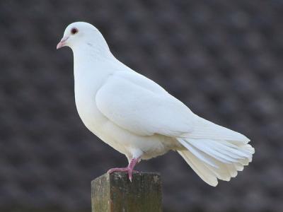 Bồ câu phóng sinh