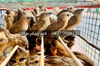 Chim Phóng Sinh Giao Tận Nơi Bình Dương