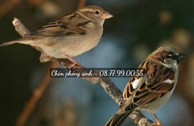 Chim Phóng Sinh Giao Tận Nơi Cà Mau