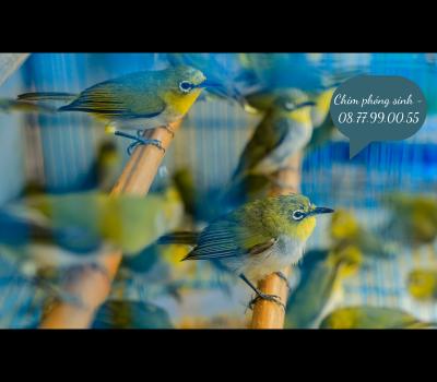 Chim Phóng Sinh Giao Tận Nơi Hải Phòng