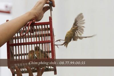 Phóng sinh là gì? Ý nghĩa của việc phóng sinh