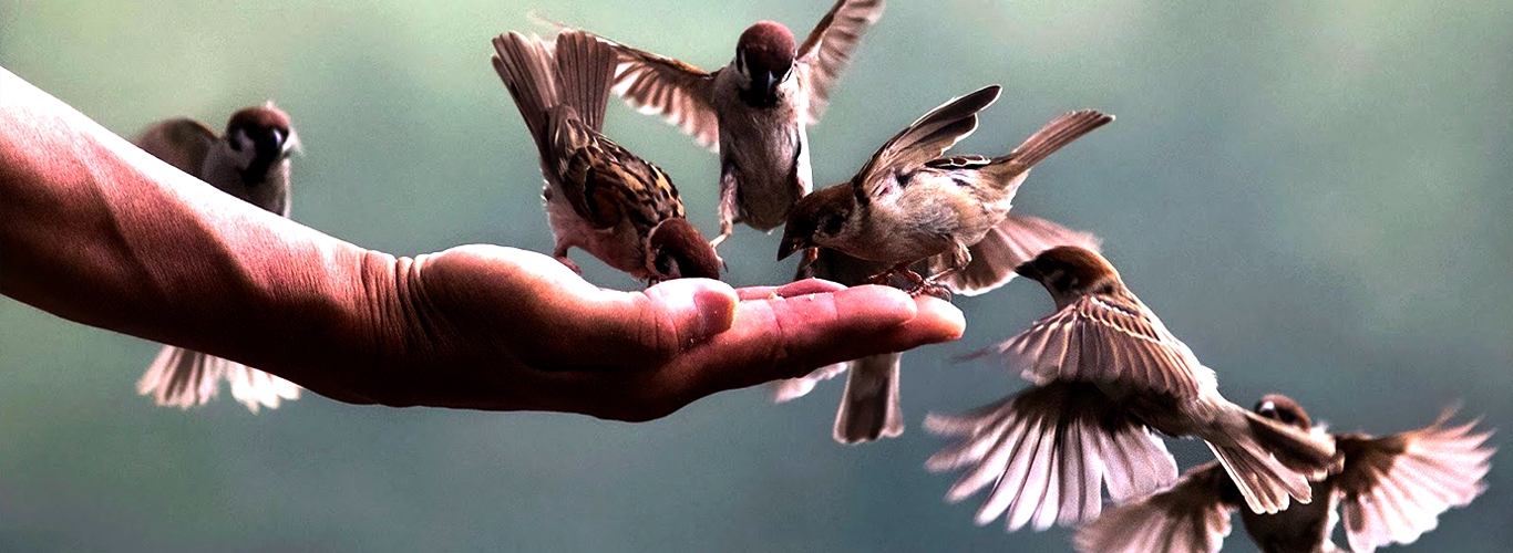 Trại bồ câu giống vifoods